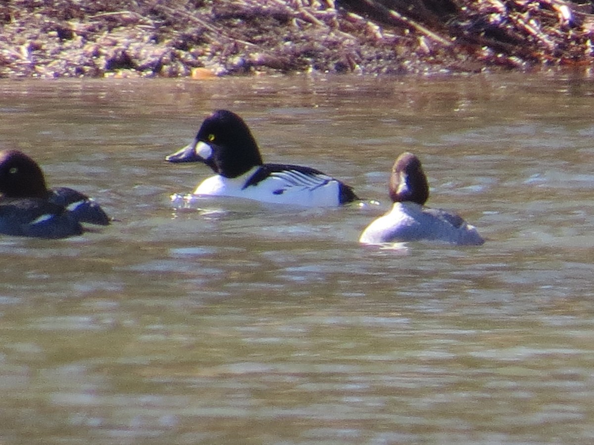 Common Goldeneye - ML86486171