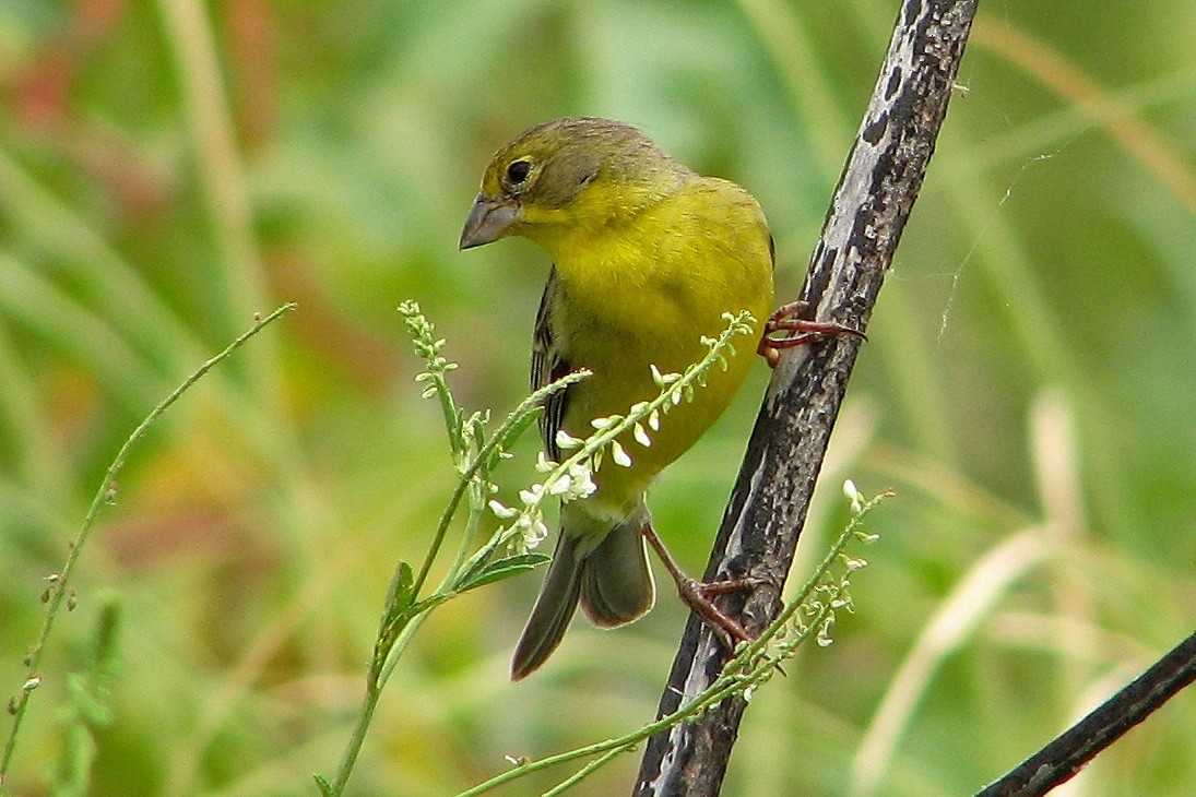 Grassland Yellow-Finch - Hugo Hulsberg