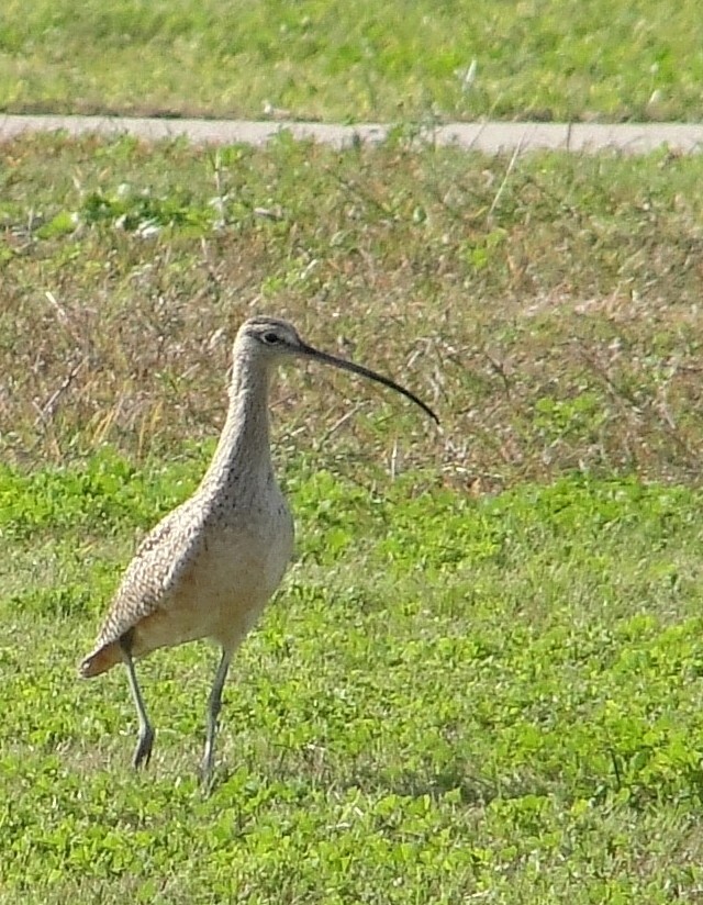 Long-billed Curlew - ML86486841