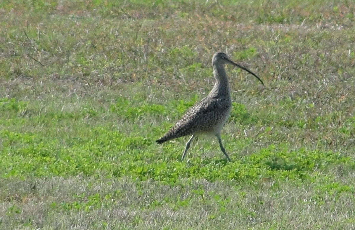 Long-billed Curlew - ML86486861