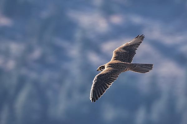 Prairie Falcon - ML86486971