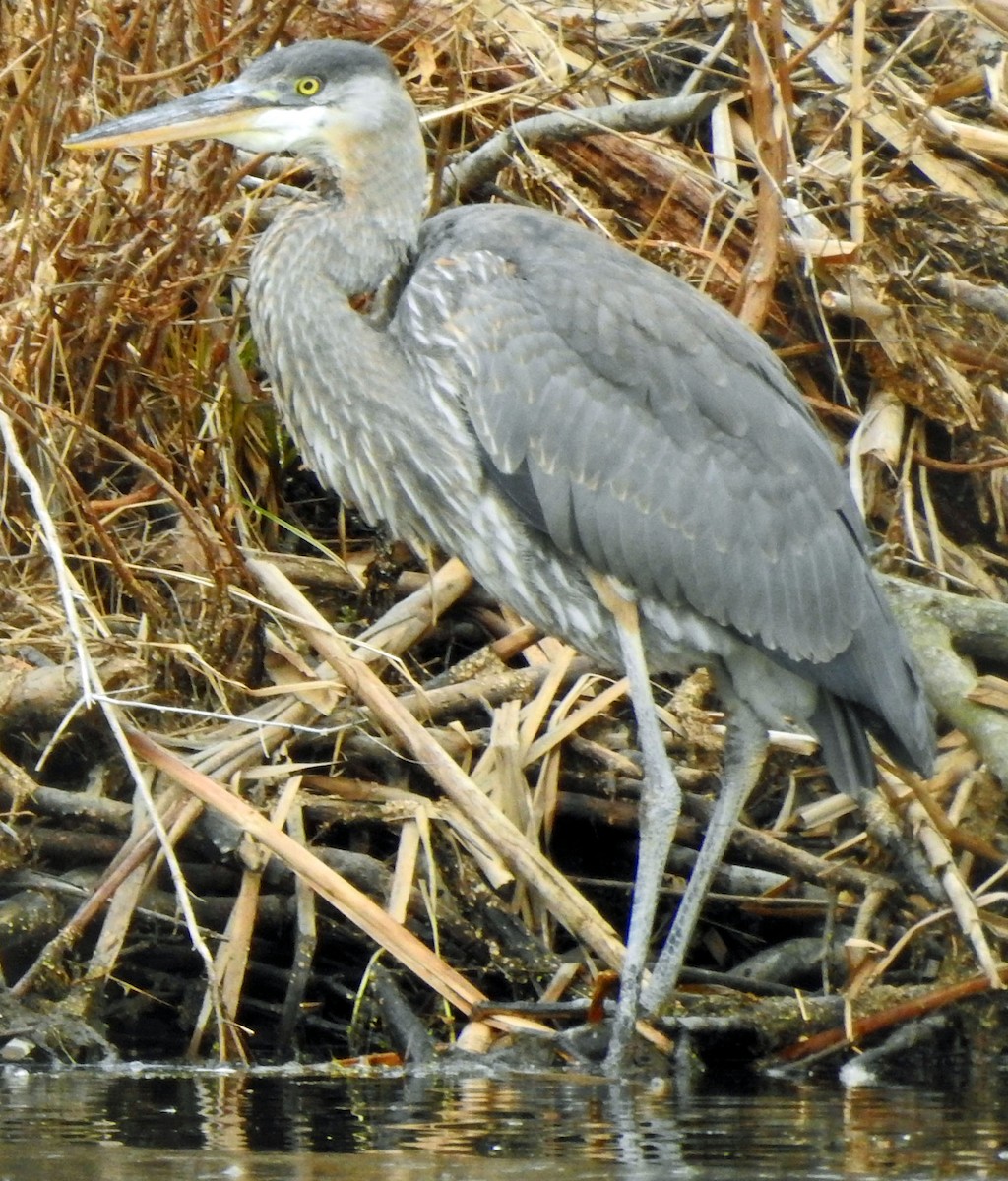 Great Blue Heron - Aimee LaBarr