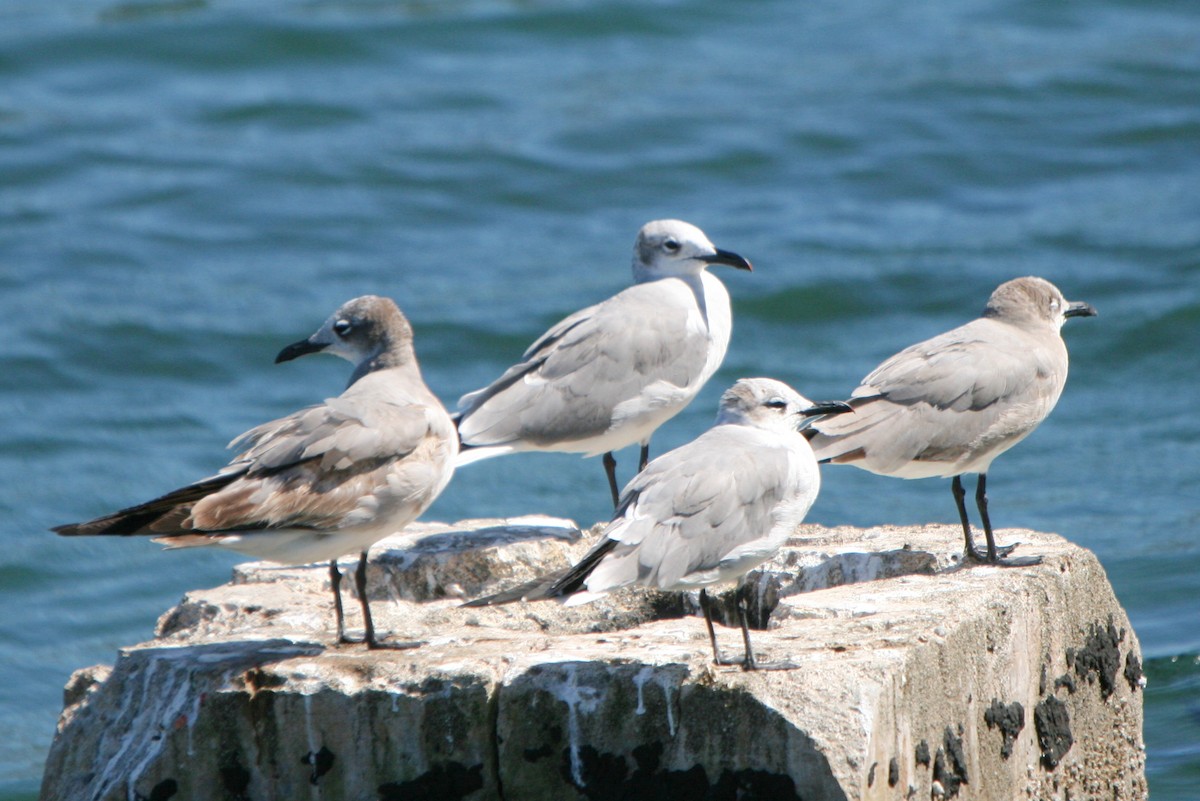 Gaviota Guanaguanare - ML86491121