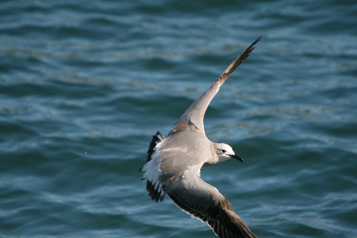 Gaviota Guanaguanare - ML86491171