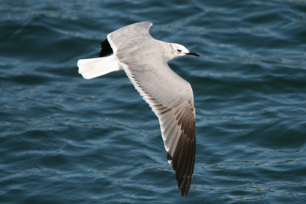 Gaviota Guanaguanare - ML86491181