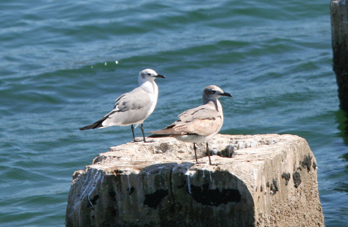 Gaviota Guanaguanare - ML86491451