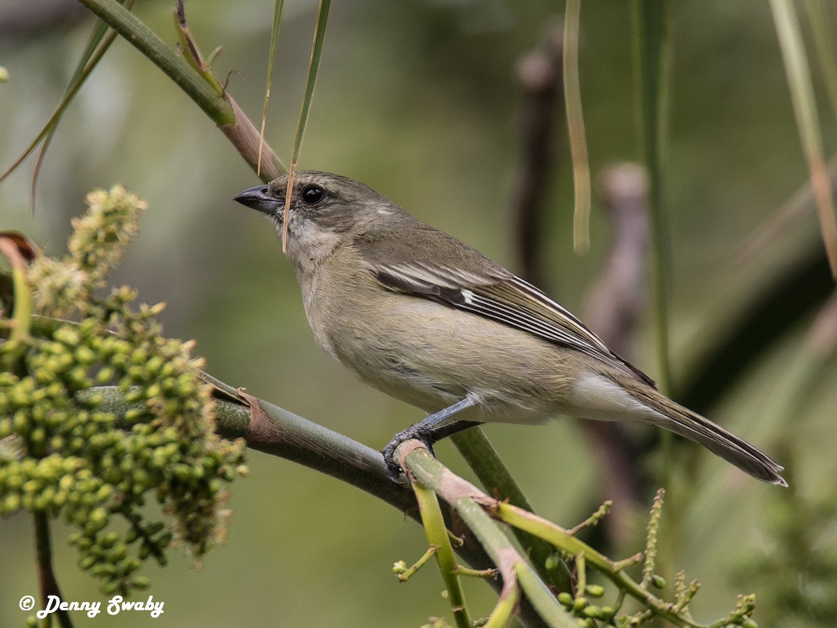 Western Spindalis - Denny Swaby