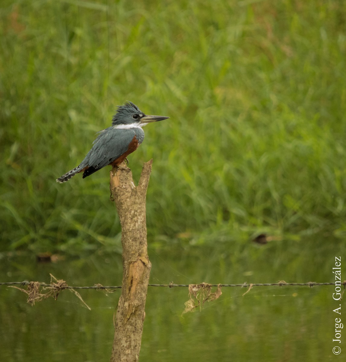 Ringed Kingfisher - ML86492241