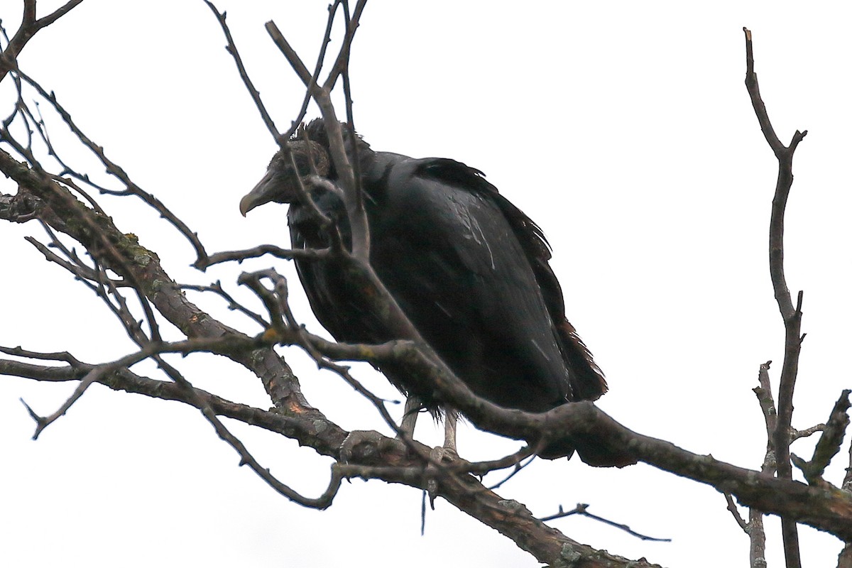 Black Vulture - ML86492411