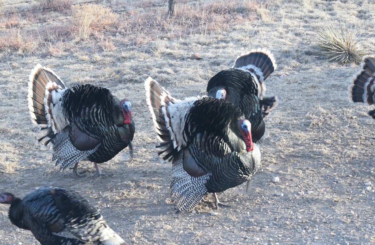 Wild Turkey - ML86492511