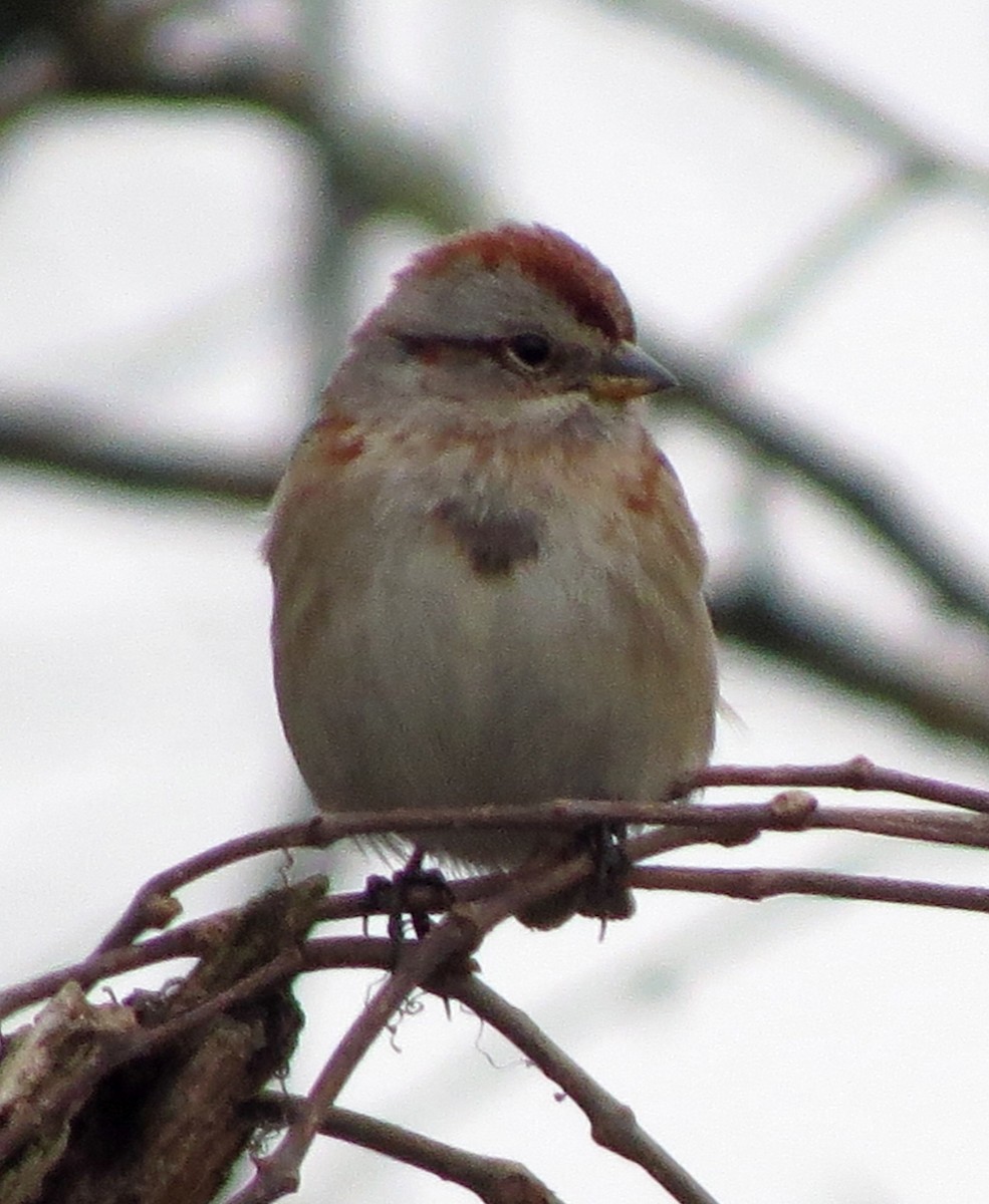 American Tree Sparrow - ML86493681