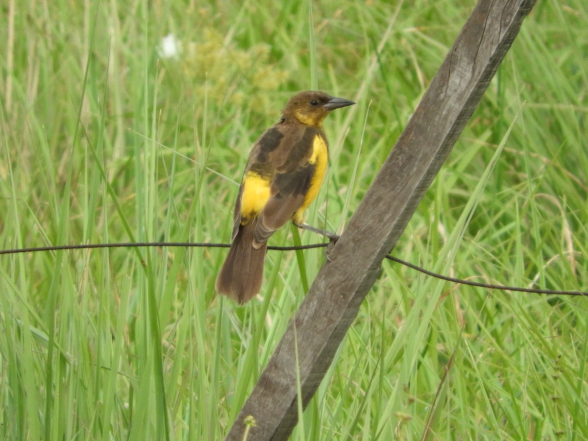 Yellow-rumped Marshbird - ML86494491