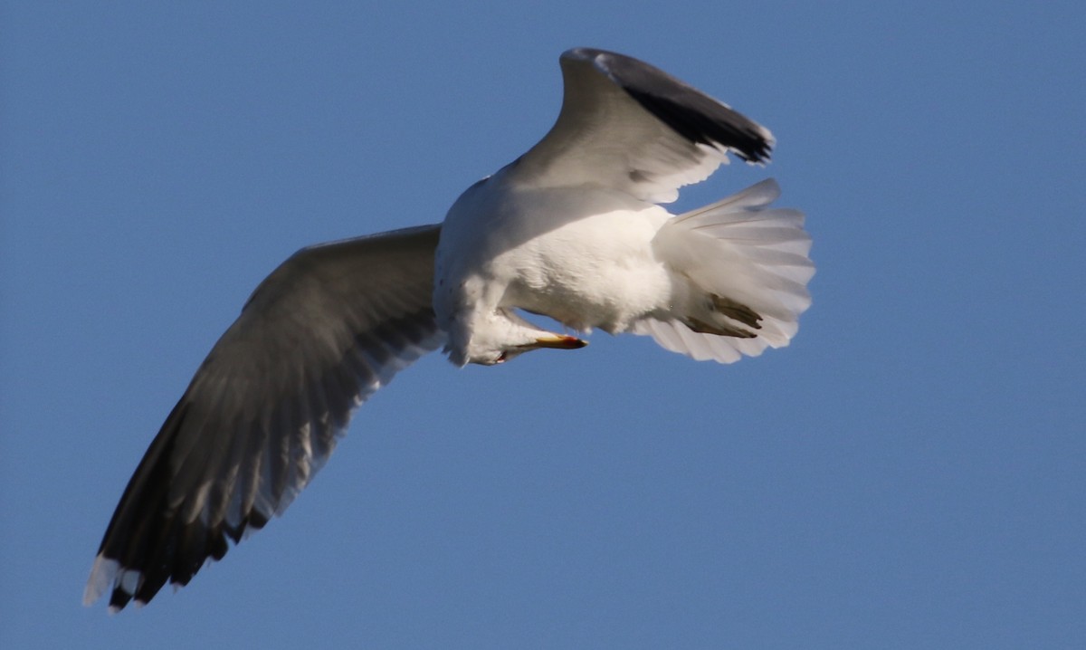 California Gull - ML86494591