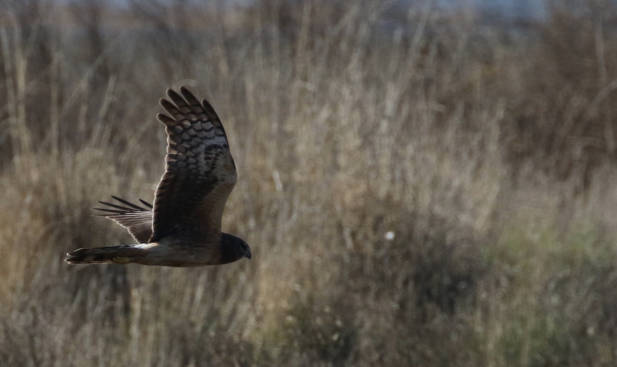 Northern Harrier - ML86494761