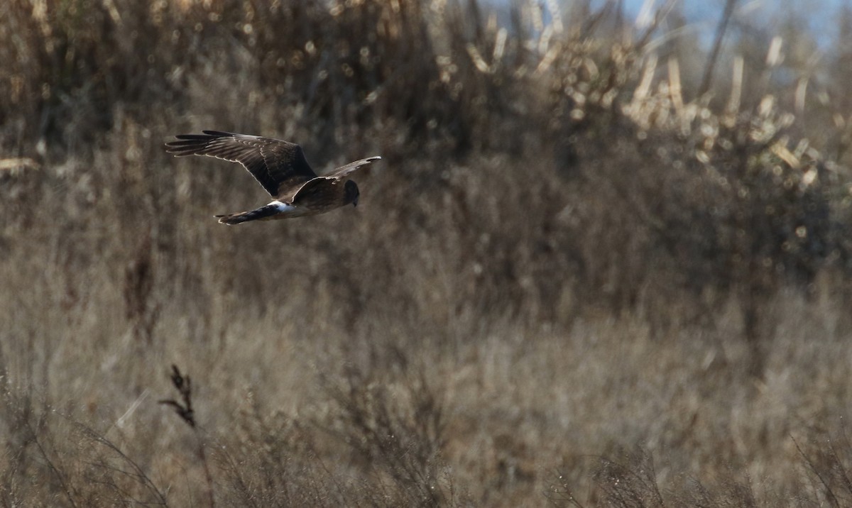 Northern Harrier - ML86494921