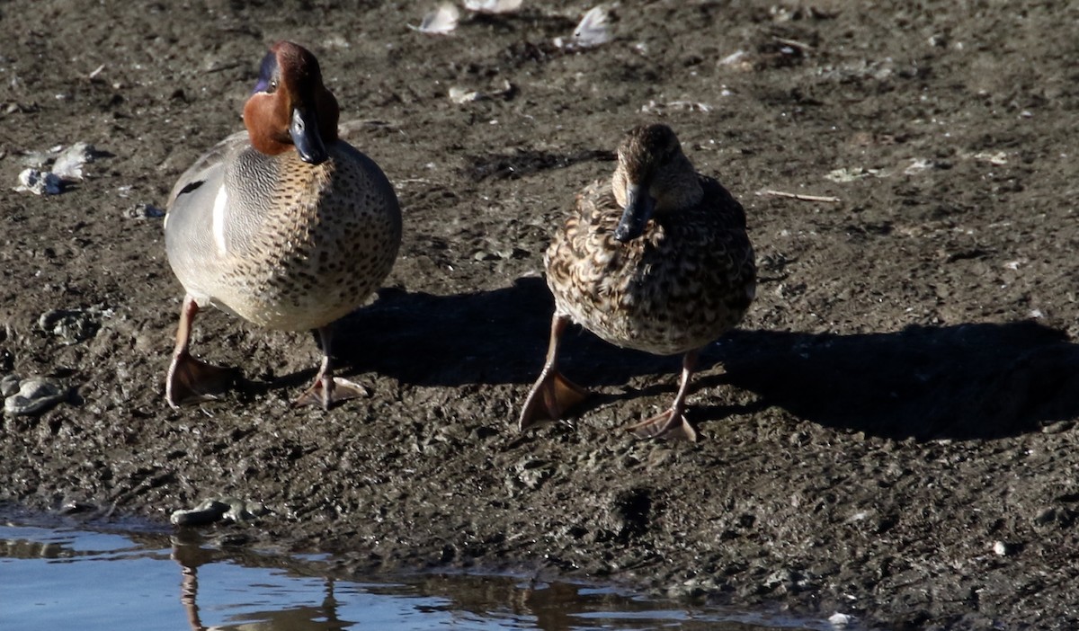 小水鴨(carolinensis) - ML86495101