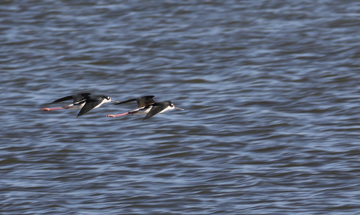 Black-necked Stilt - Peter Svensson