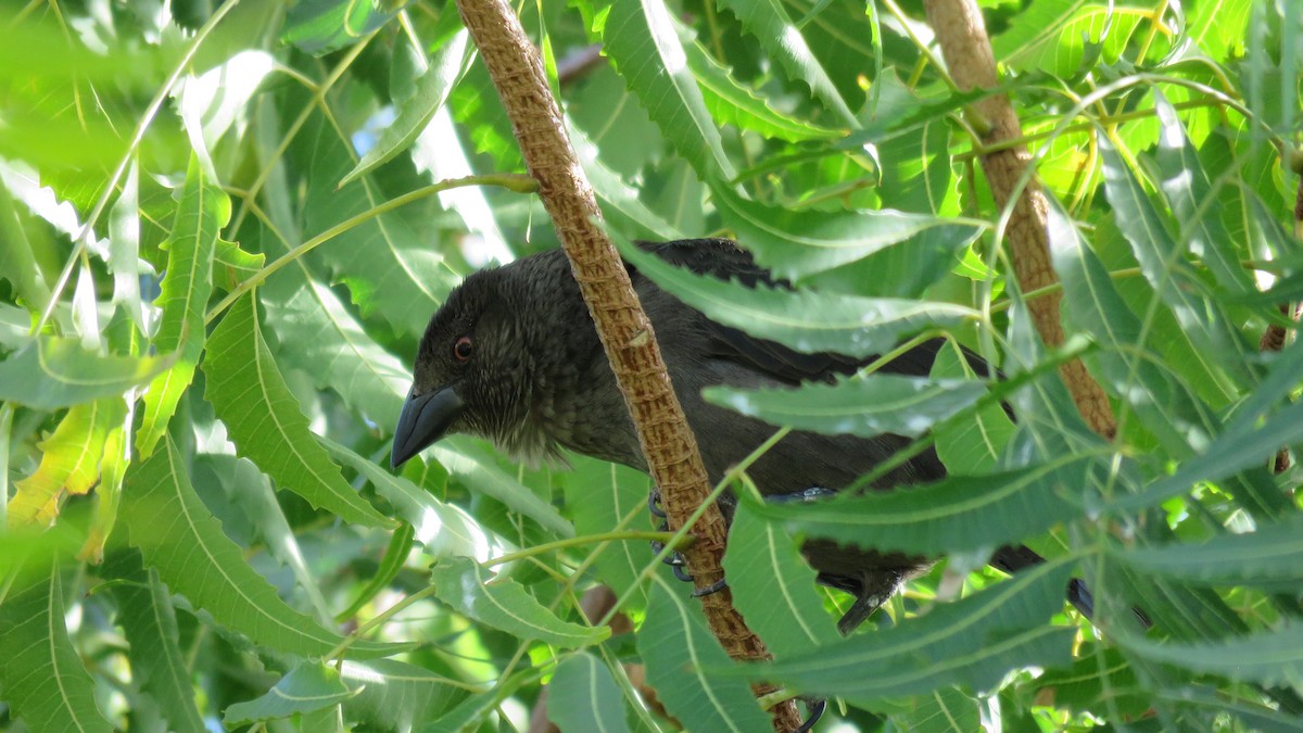 Bronzed Cowbird - Aquiles Brinco