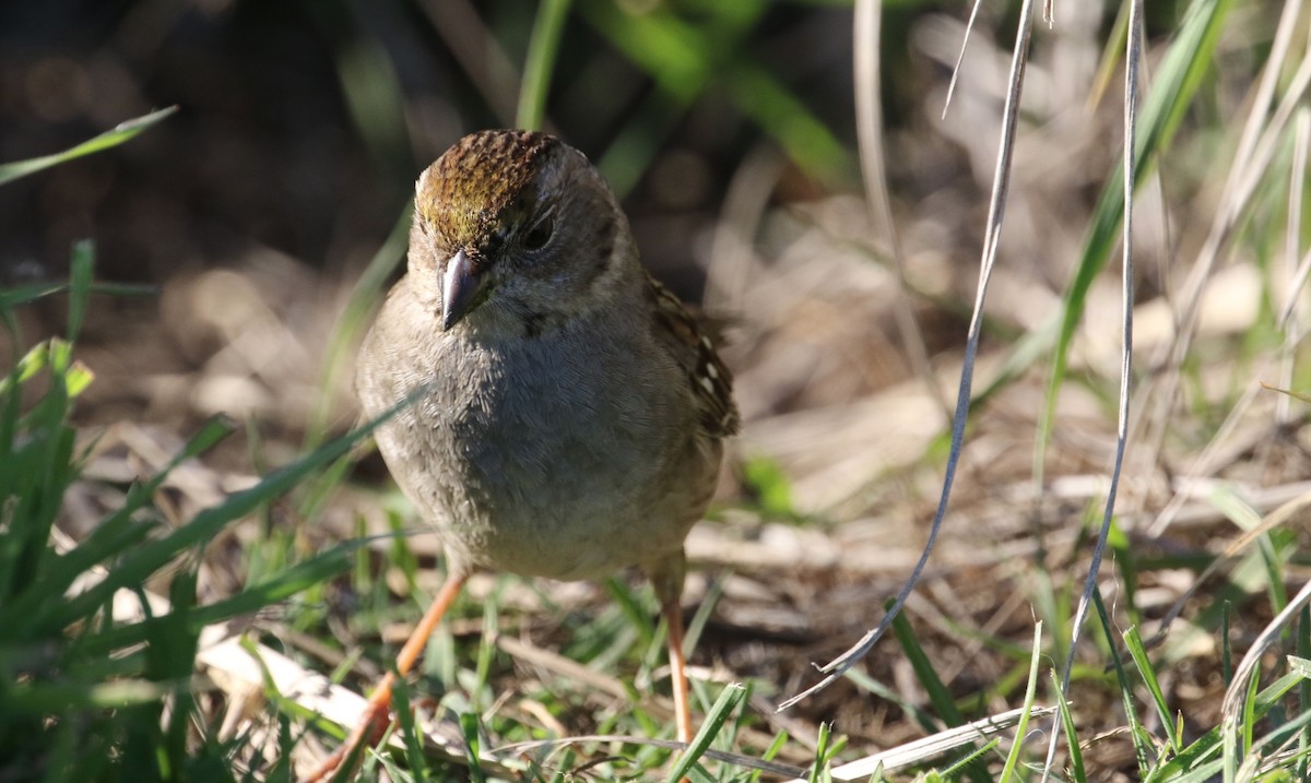 Golden-crowned Sparrow - Peter Svensson