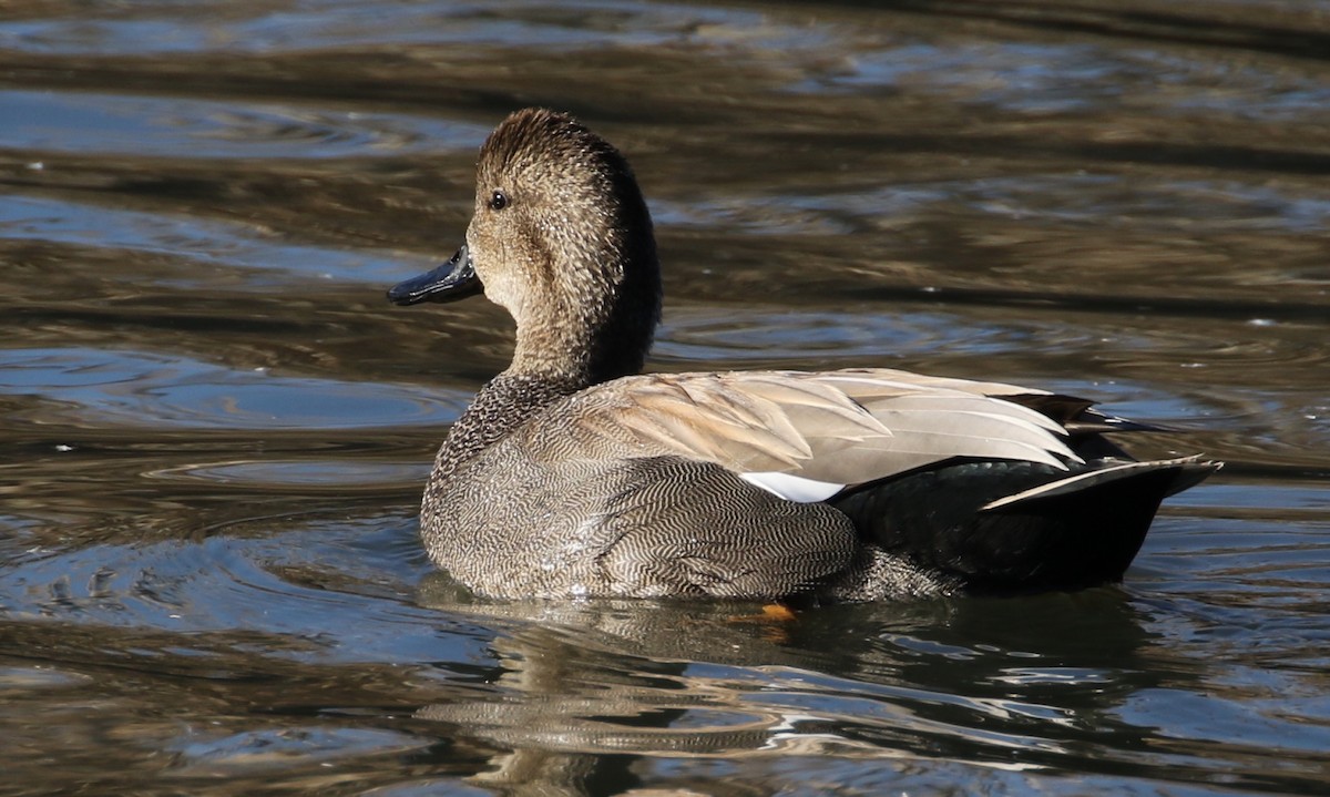 Gadwall - ML86496481