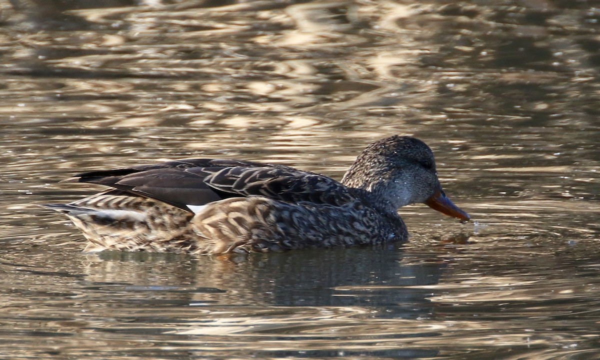 Gadwall - ML86496631