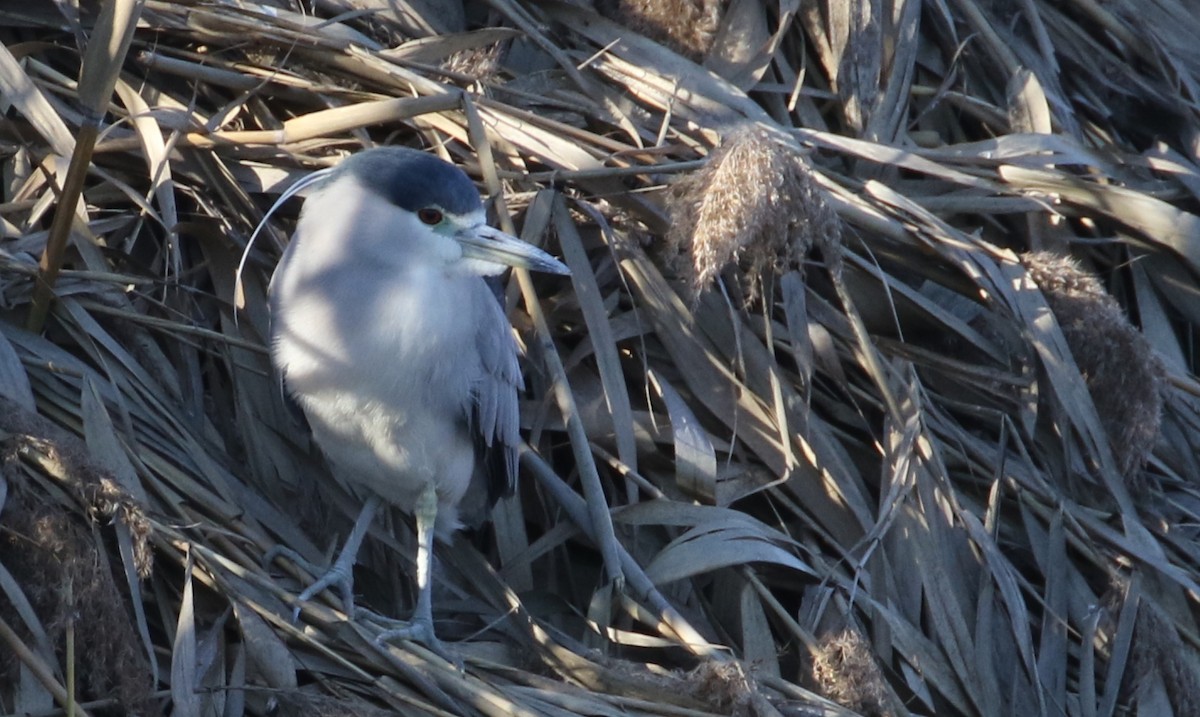 Black-crowned Night Heron - ML86497151