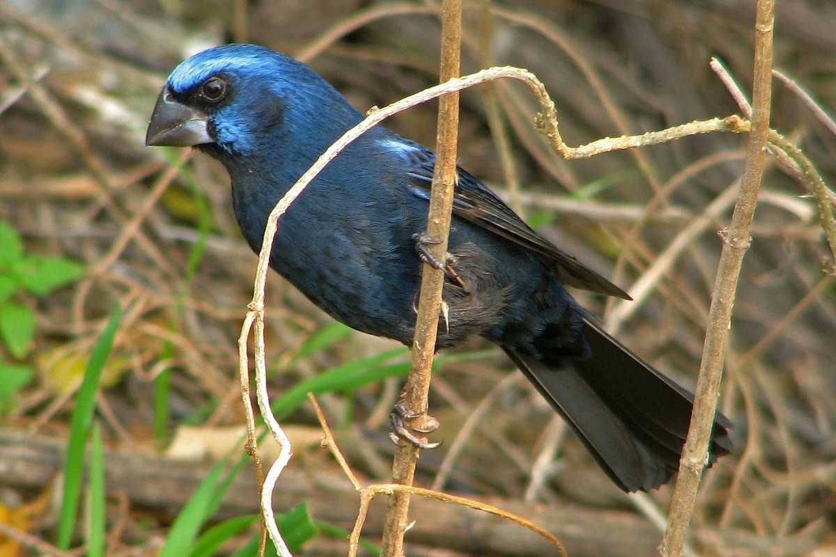 Ultramarine Grosbeak - Hugo Hulsberg