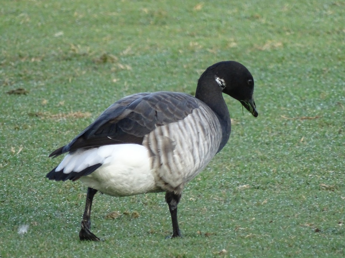 Branta musubeltza - ML86497381