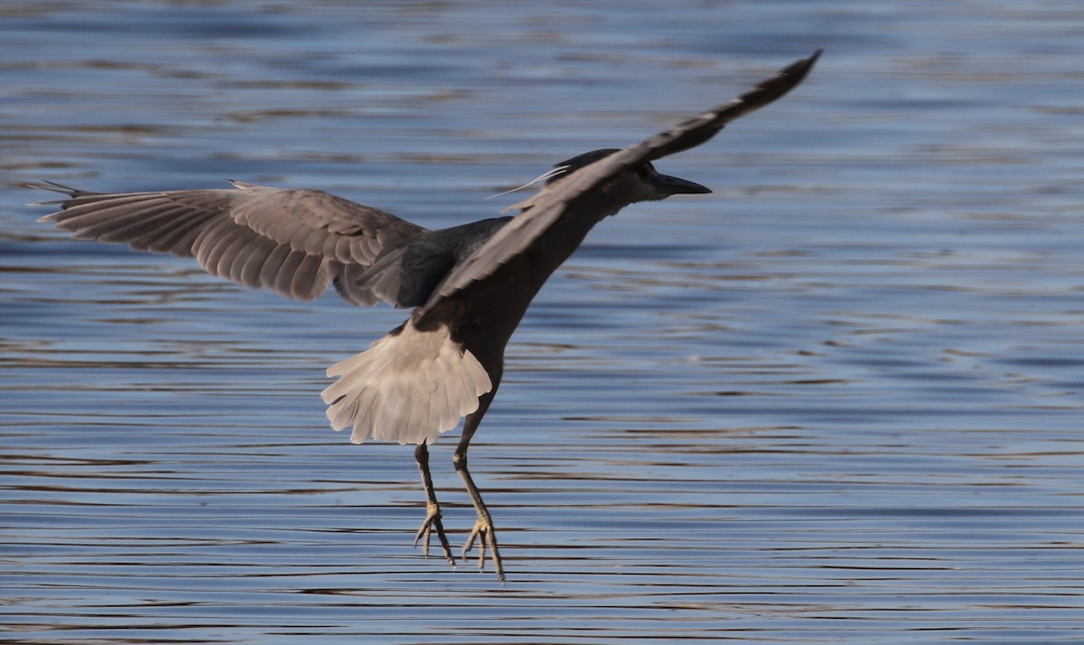 Black-crowned Night Heron - ML86497391