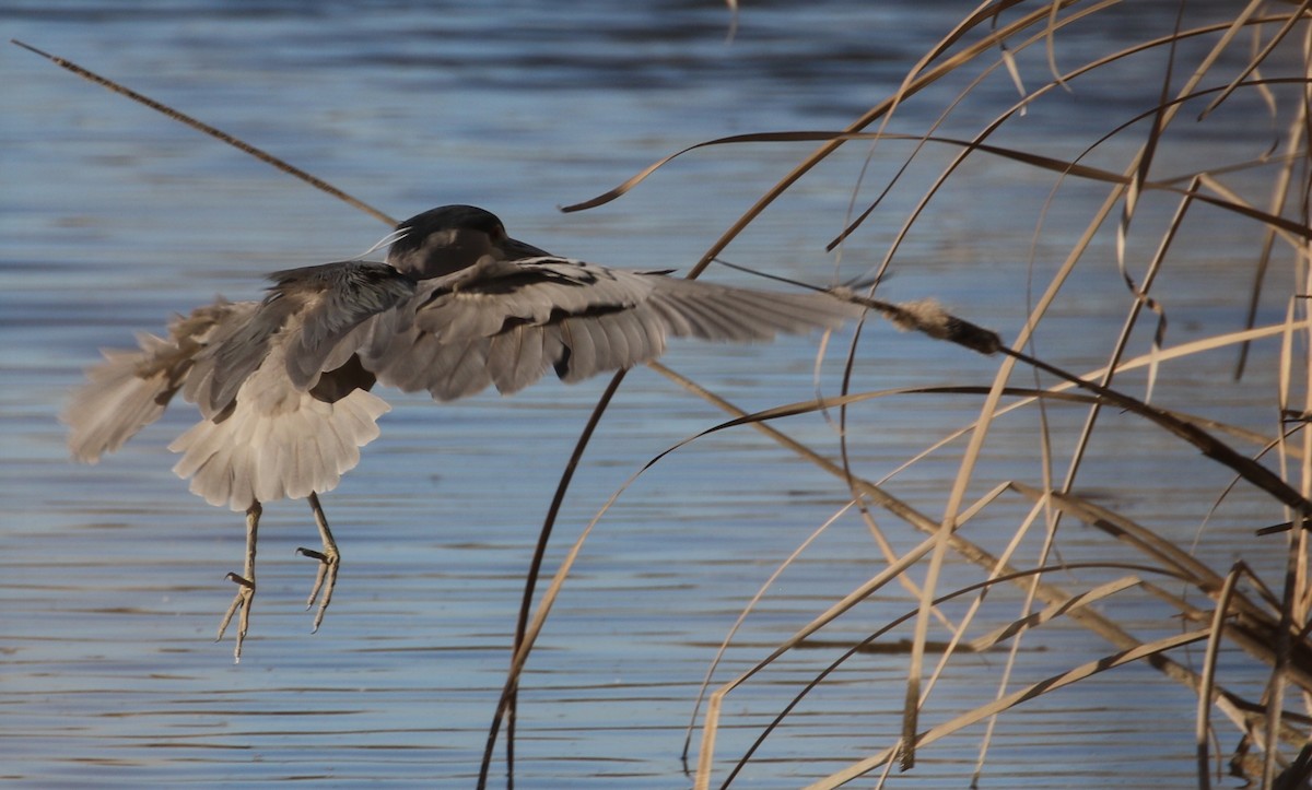 Black-crowned Night Heron - ML86497541