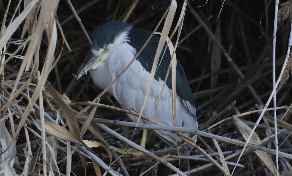 Black-crowned Night Heron - Peter Svensson