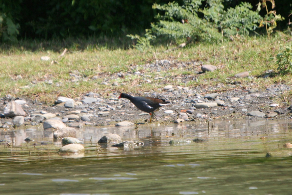 Common Gallinule - Plamen Peychev