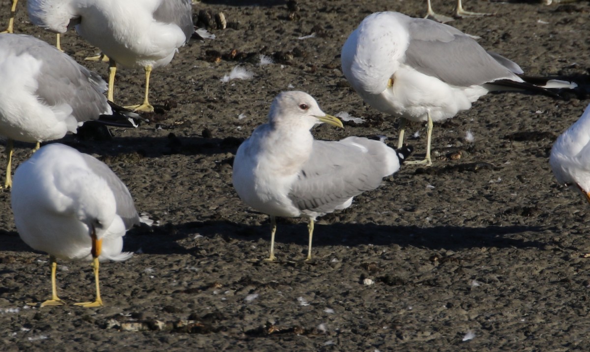 Short-billed Gull - ML86498301