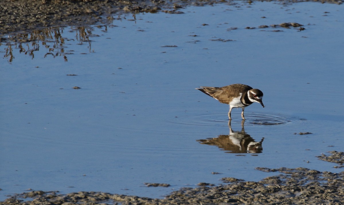 Killdeer - ML86498621