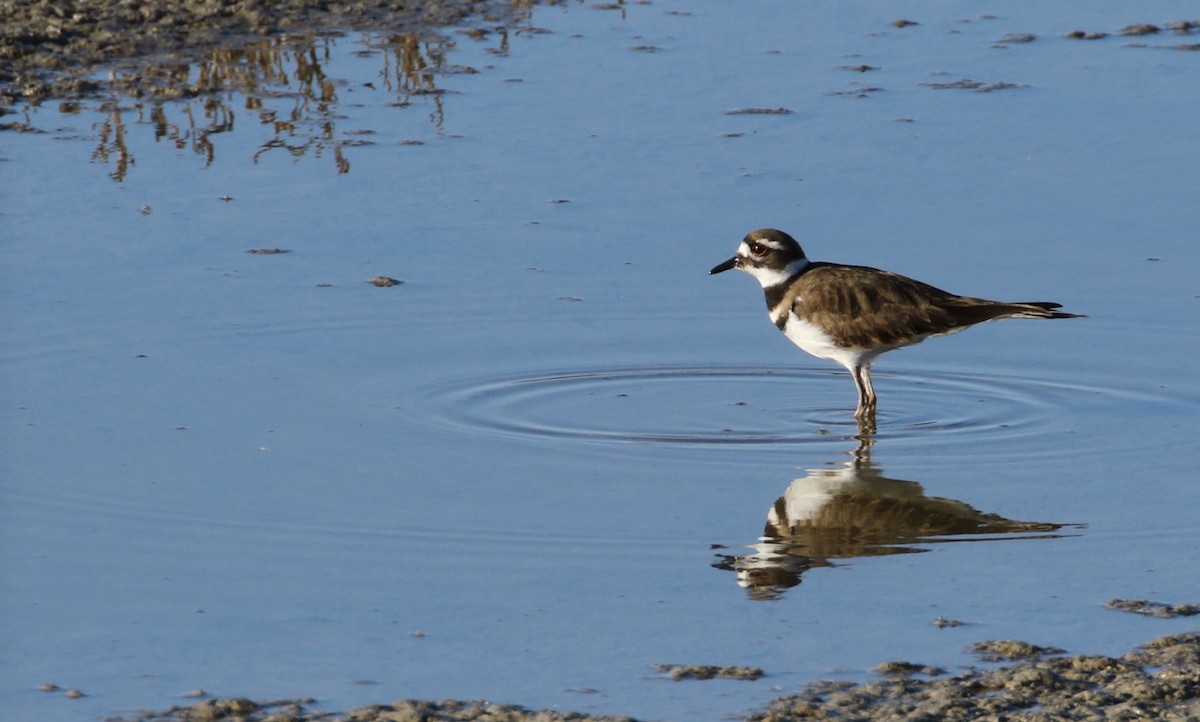 Killdeer - ML86498781