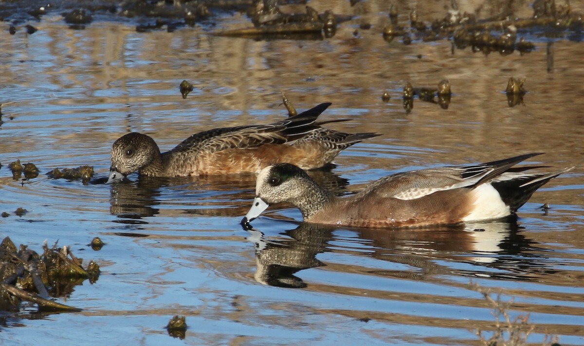 American Wigeon - ML86499391