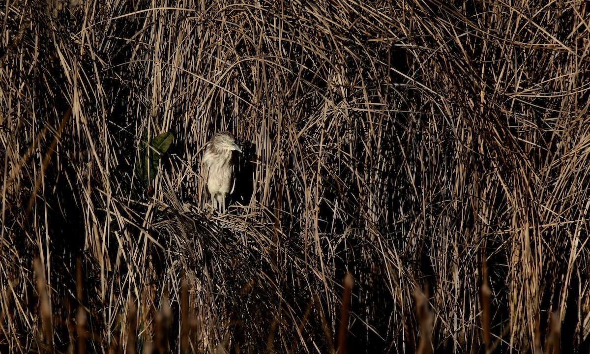 Black-crowned Night Heron - ML86499921