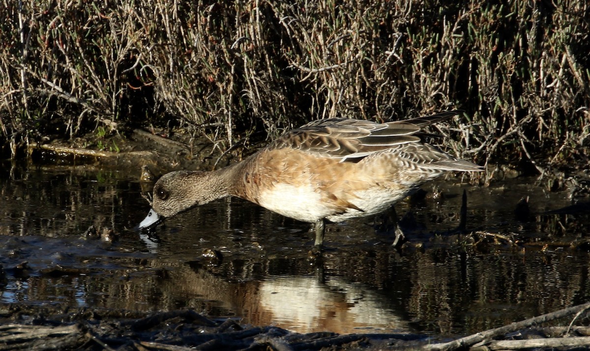 American Wigeon - Peter Svensson