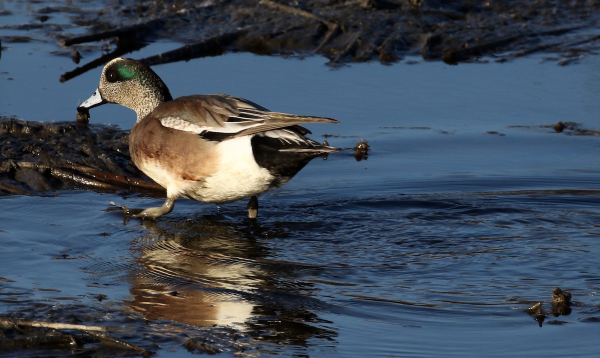 American Wigeon - ML86500161