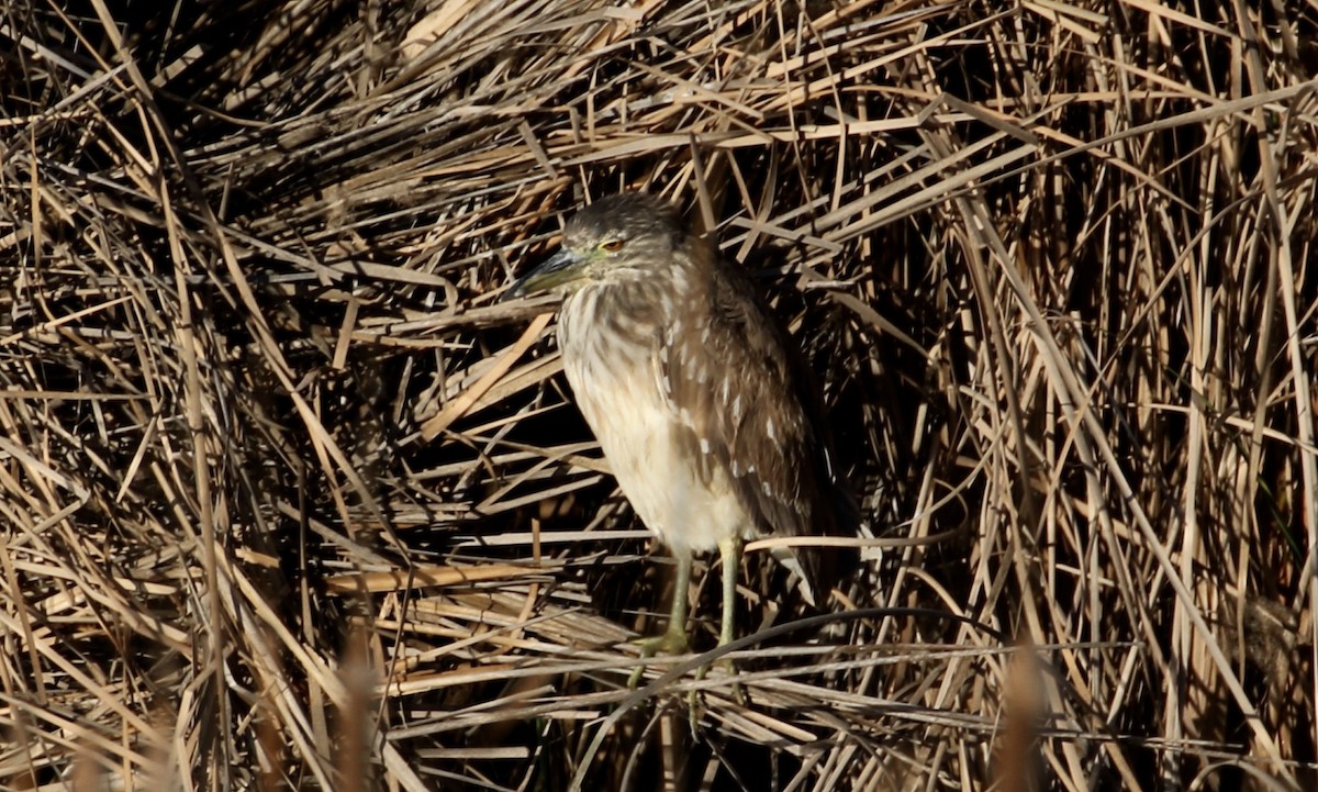 Black-crowned Night Heron - ML86500371