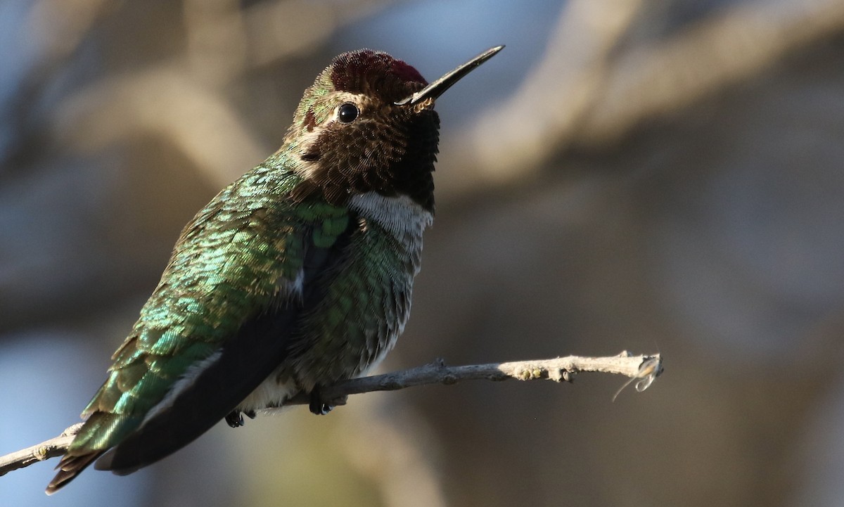 Anna's Hummingbird - ML86500821