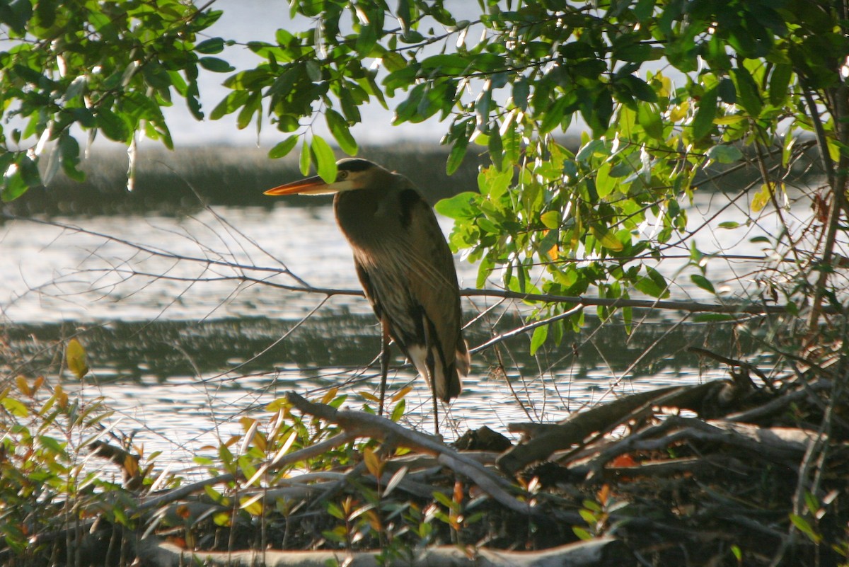 Great Blue Heron - ML86500841