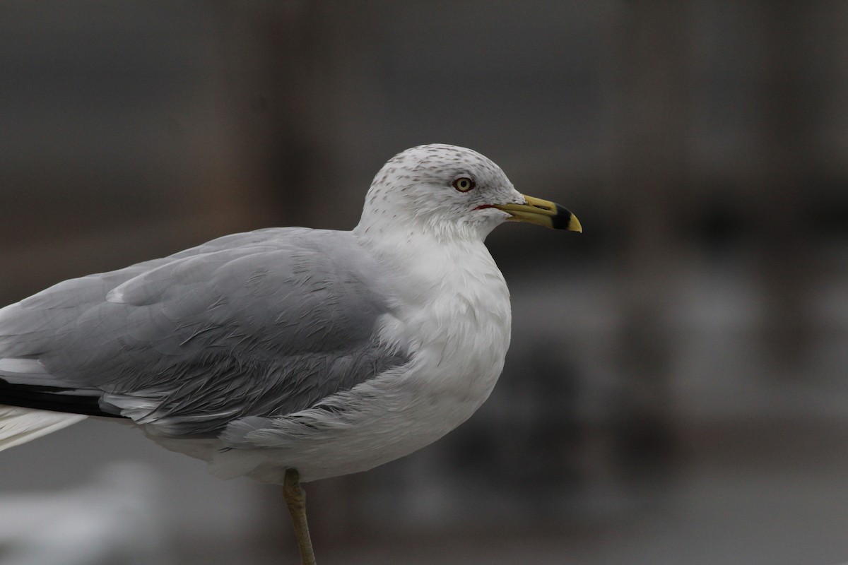 Ring-billed Gull - ML86500861