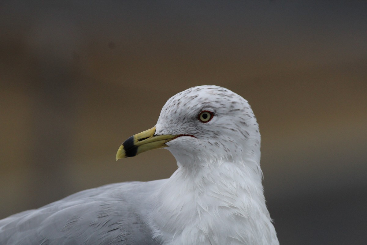 Ring-billed Gull - ML86500871