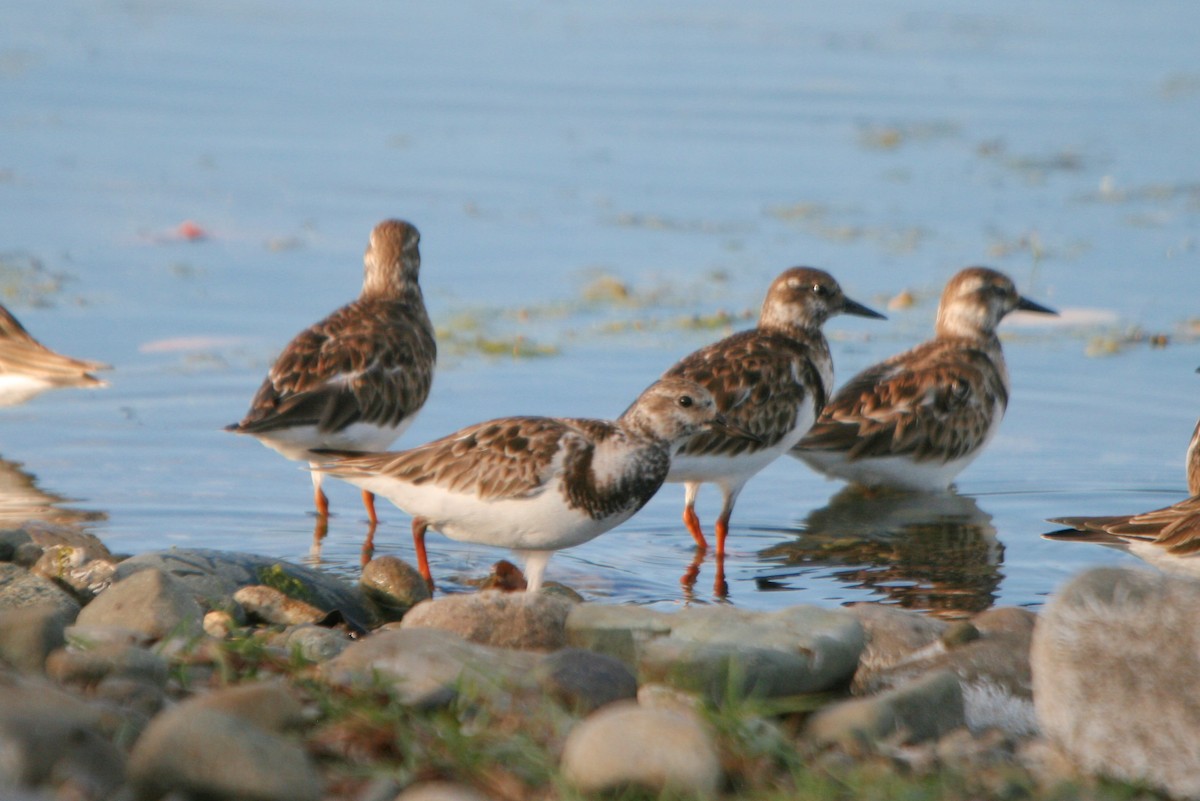 Ruddy Turnstone - ML86501851