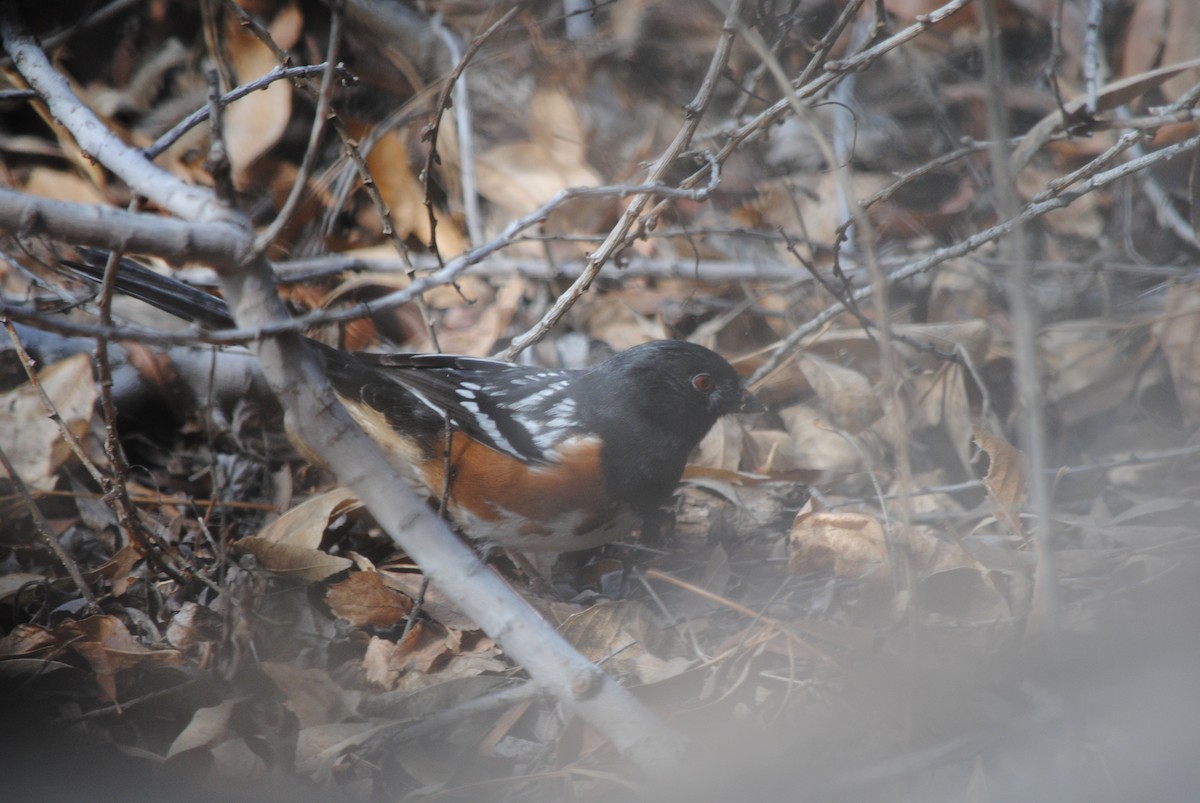 Spotted Towhee - ML86503411