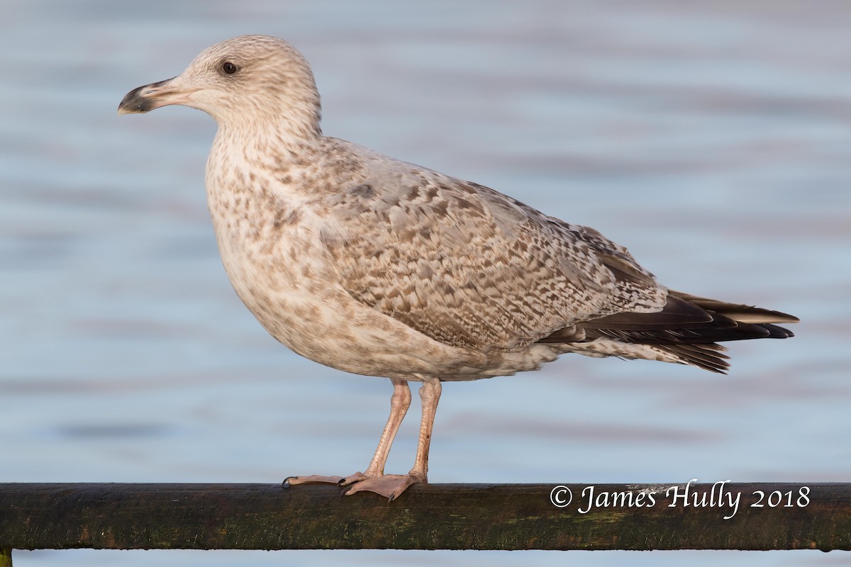 Gaviota Argéntea - ML86504391