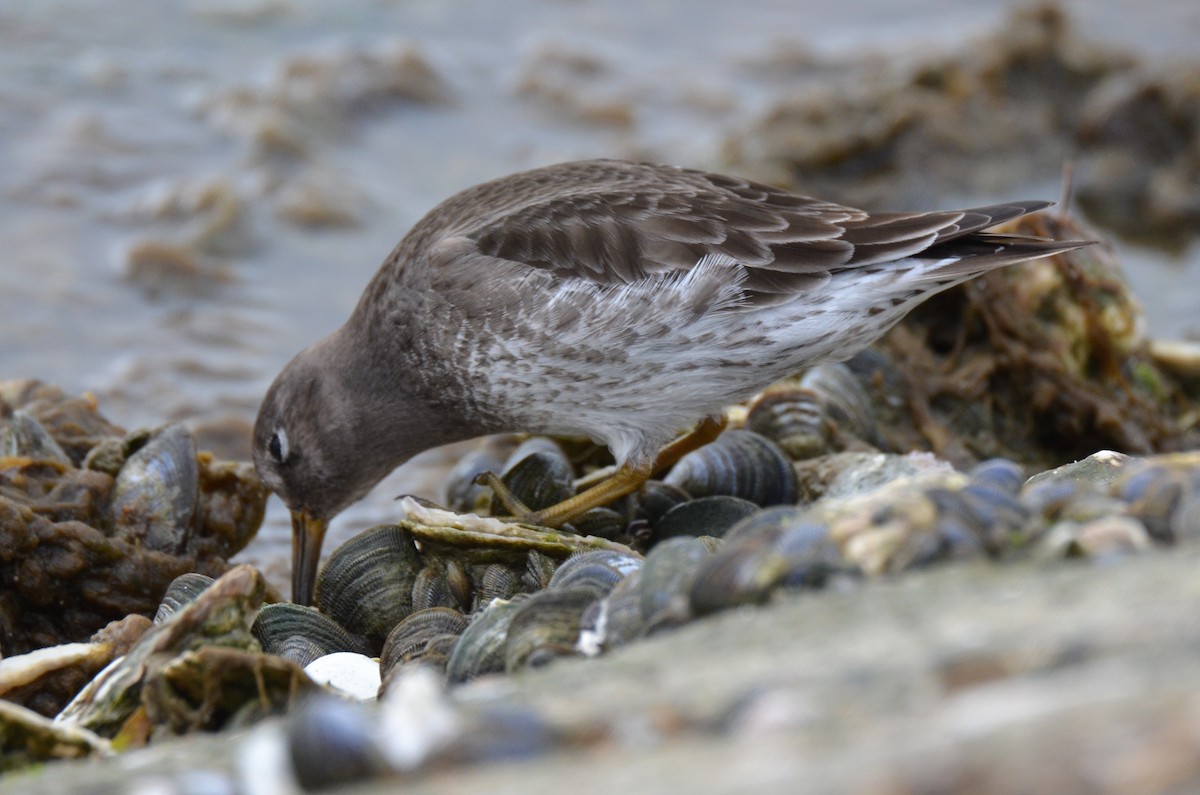 Purple Sandpiper - Jeff Sexton