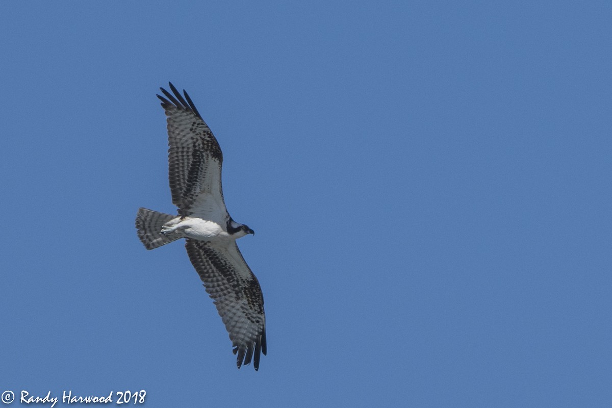 Osprey - ML86506681