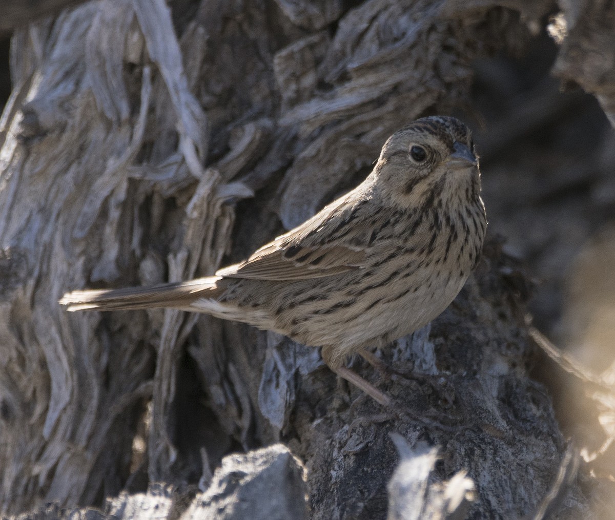 Lincoln's Sparrow - ML86509221